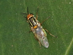 Euparyphus