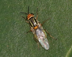 Euparyphus