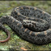 Mountain Pit Vipers - Photo (c) Skink Chen, some rights reserved (CC BY-NC-ND)