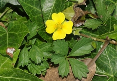 Potentilla anglica