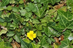 Potentilla anglica