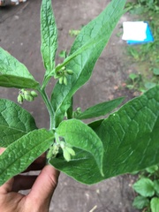 Symphytum officinale