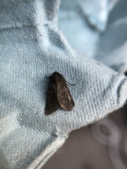 Mesoligia furuncula