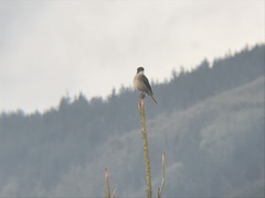 Pyrope pyrope pyrope