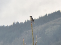 Pyrope pyrope pyrope