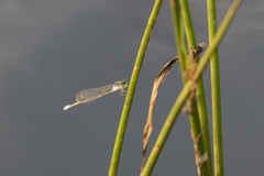 Pseudagrion deningi