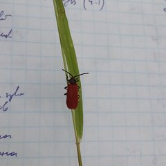 Pyropterus nigroruber