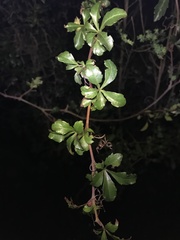 Cissus striata