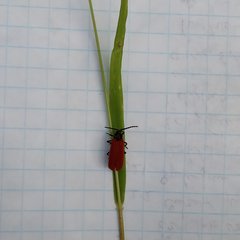 Pyropterus nigroruber