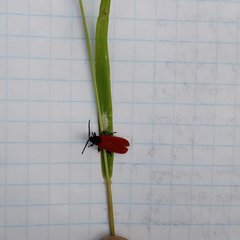 Pyropterus nigroruber