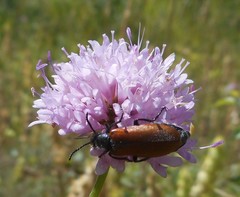 Lydus trimaculatus italicus