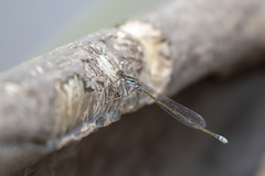 Pseudagrion deningi