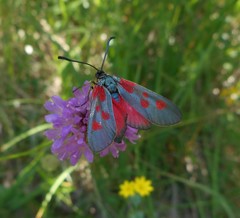 Zygaena cynarae