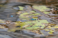 Pseudagrion coeleste