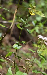 Coreopsis petrophiloides