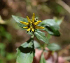 Coreopsis petrophiloides