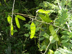Senegalia pennata