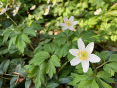 Anemonoides nemorosa