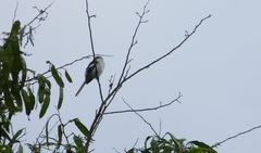 Pericrocotus erythropygius