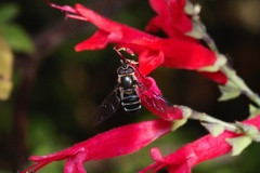 Betasyrphus serarius