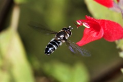 Betasyrphus serarius