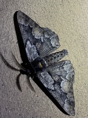Phaeoura mexicanaria
