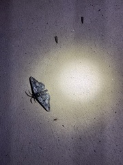 Phaeoura mexicanaria
