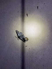 Phaeoura mexicanaria