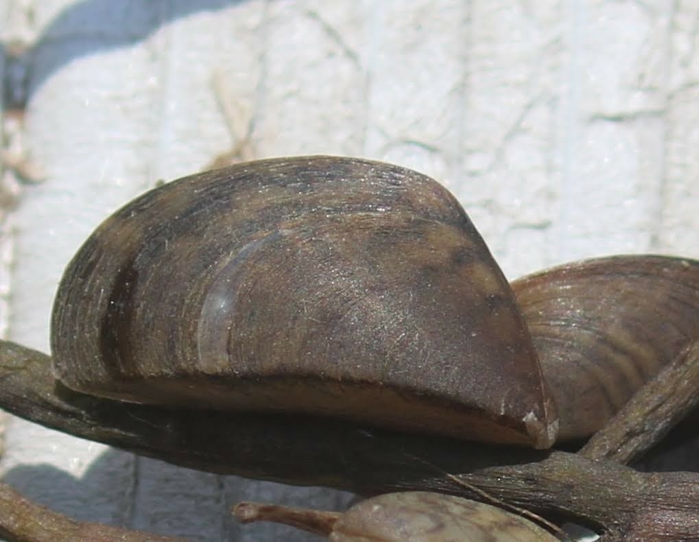 Zebra Mussel from Eaton, NY 13334, USA on July 7, 2021 at 01:42 PM by ...