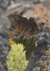 Erynnis persius
