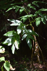 Arracacia