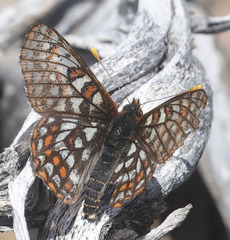 Euphydryas editha bingi