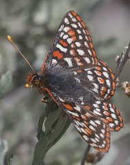 Euphydryas editha bingi