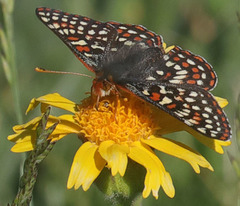 Euphydryas editha bingi