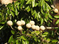 Khaya senegalensis
