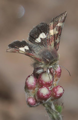 Eutricopis nexilis
