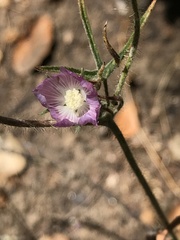 Sidalcea hirsuta