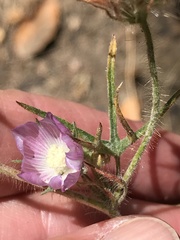 Sidalcea hirsuta