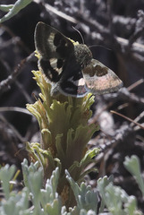 Heliothis oregonica