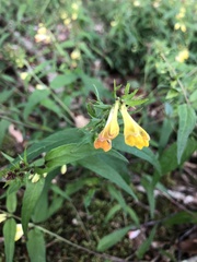 Melampyrum pratense