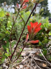 Castilleja litoralis