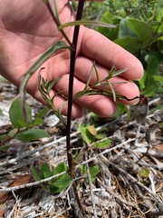 Castilleja litoralis