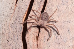 Isopedella saundersi