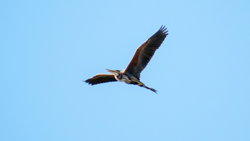 Garza imperial (Ardea purpurea)