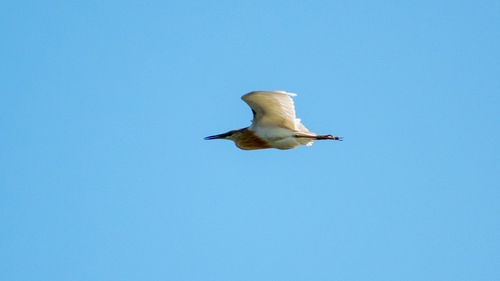 Garcilla cangrejera (Ardeola ralloides)