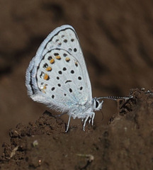 Plebejus fridayi