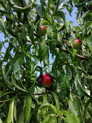 Prunus persica nucipersica