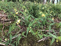 Melampyrum pratense