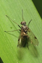 Chrysopilus cristatus
