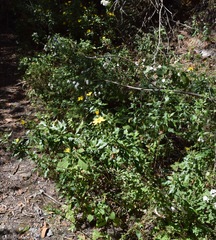 Coreopsis petrophiloides
